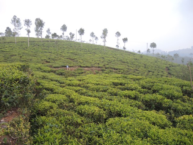 Tea plantation